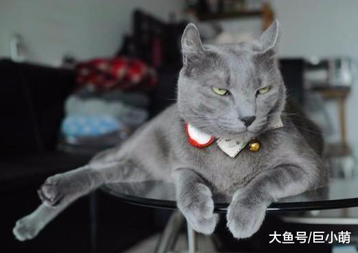 猫咪的指纹也能解锁，用猫掌上去就能解开，然而猫咪却一脸无奈
