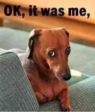 帶女朋友回家談婚事，我家金毛卻給我叼了這個出來...