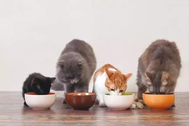 你真的知道怎么喂猫吗？怎样喂猫更健康？