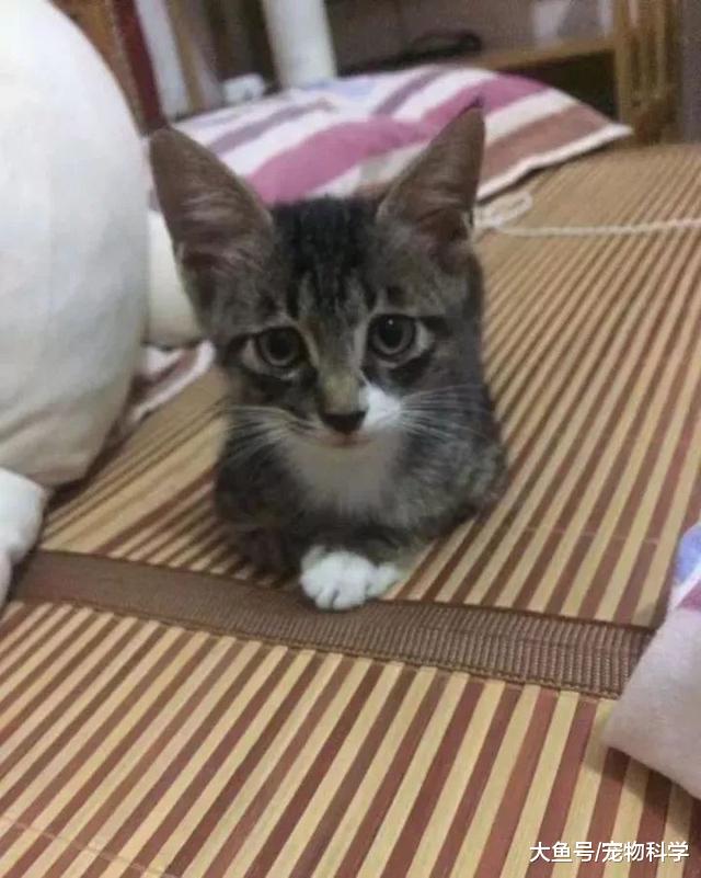 左手一只猫右手一只猫脚上再加一个汤婆子