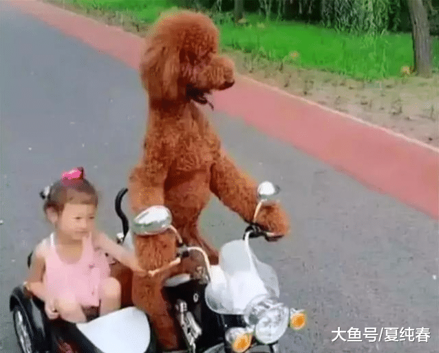 主人给孩子买了车，孩子没学会，泰迪却带着小主人去“兜风”