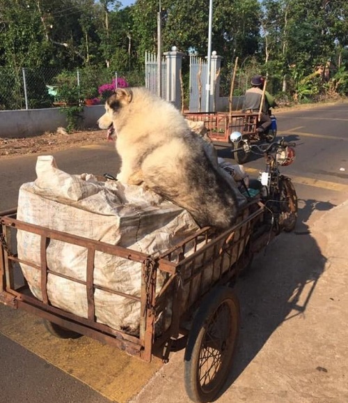 哈士奇跟大叔一起捡破烂，还帮忙看三轮车，其实它也是捡来的！