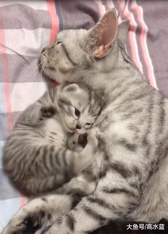 小猫晚上不睡觉在“发烂扎”, 猫妈一个举动, 温暖无数网友!