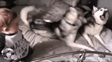 二哈为了夺得关注，结果对小主人“下手”，狗：睡狗窝里去