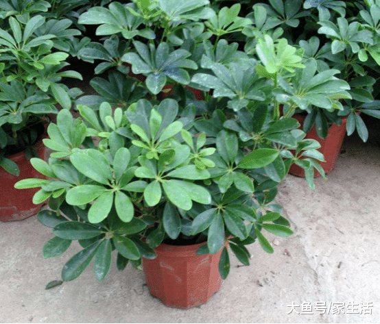 它是现在的植物“新宠”，随便掐个枝就能存活，最适合上班一族