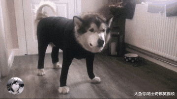 主人担心阿拉怕冷，给它穿上紧身“秋衣”，网友们也笑翻了