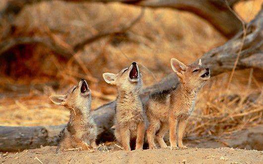 黑背胡狼的家庭观：每个成员都表现出对家人忠诚