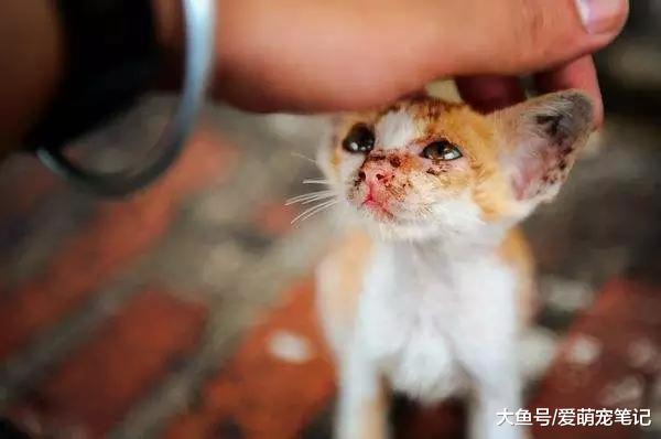 62岁的老爷爷骑哈雷喂流浪猫，十年来风雨无阻，前后喂养300余只