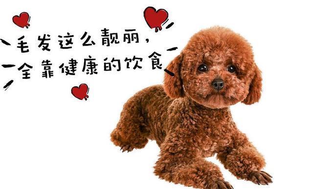 内行人告诉你怎么挑选纯种的泰迪犬, 一看一个准!