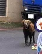 金毛玩泥巴，变身“黑金猎犬”，怕妈妈打，躲到巷口不敢回家