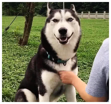 男子正在给二哈顺毛，本想挠它痒痒，抬头一看，赶紧拍照发朋友圈