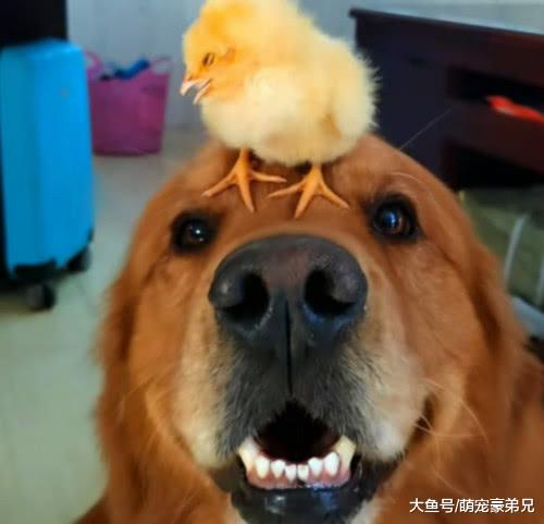 将小鸡放金毛鼻子上，正担心小鸡命不久矣，接下来的事让人咋舌
