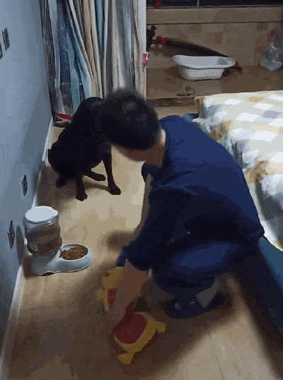 拉布拉多食量太大，主人杀鸡儆猴暴揍玩具，狗子的反应亮了……