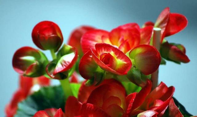 玻璃海棠怎么养开花旺盛？注意这几点！玻璃海棠四季开花不断