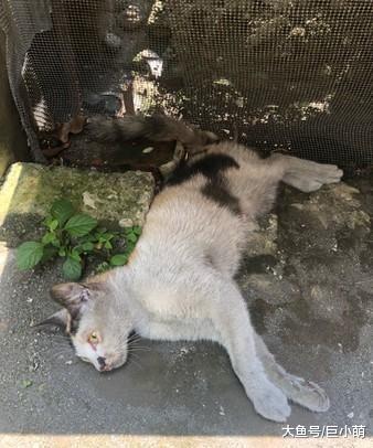 猫妈妈听到小猫叫，即使脊椎断裂不能动，还拼命想爬起来喂奶