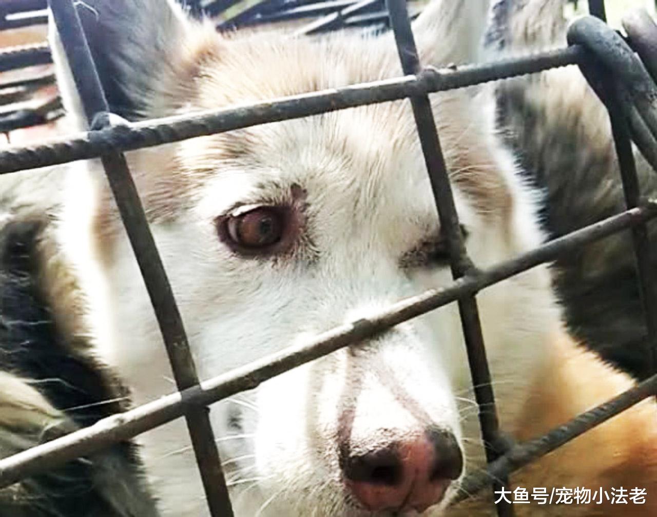 爱狗人士拦下一辆塞有50只狗的车，狗贩子：自己养的，关你什么事