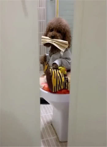 铲屎官早上起来去厕所，打开门懵住了，怒哄：傻狗，你完了没有