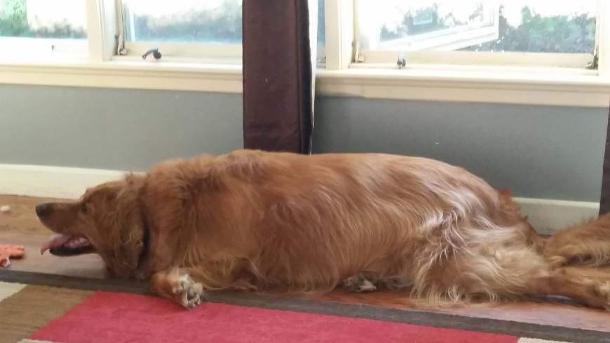 有一種肥叫做過年肥，金毛胖的讓人看不下去，狗子：這叫富貴！