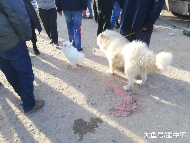 老人肉狗区域买下一只萨摩耶, 并表示“这狗挺好看, 吃了可惜! ”