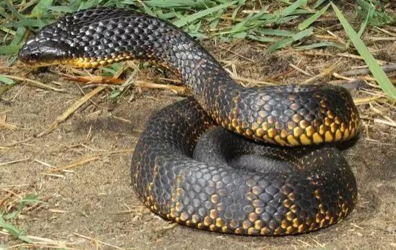 澳洲10大最致命的毒蛇，虎蛇第一，太攀蛇第二，你知道几种？
