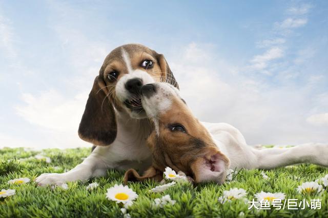 狗狗打架往死里咬，但它们又听不懂人话，我该怎么教？