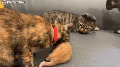笑哭！猫爸粗犷手法带小奶猫，被猫妈看到了：等会儿再收拾你！