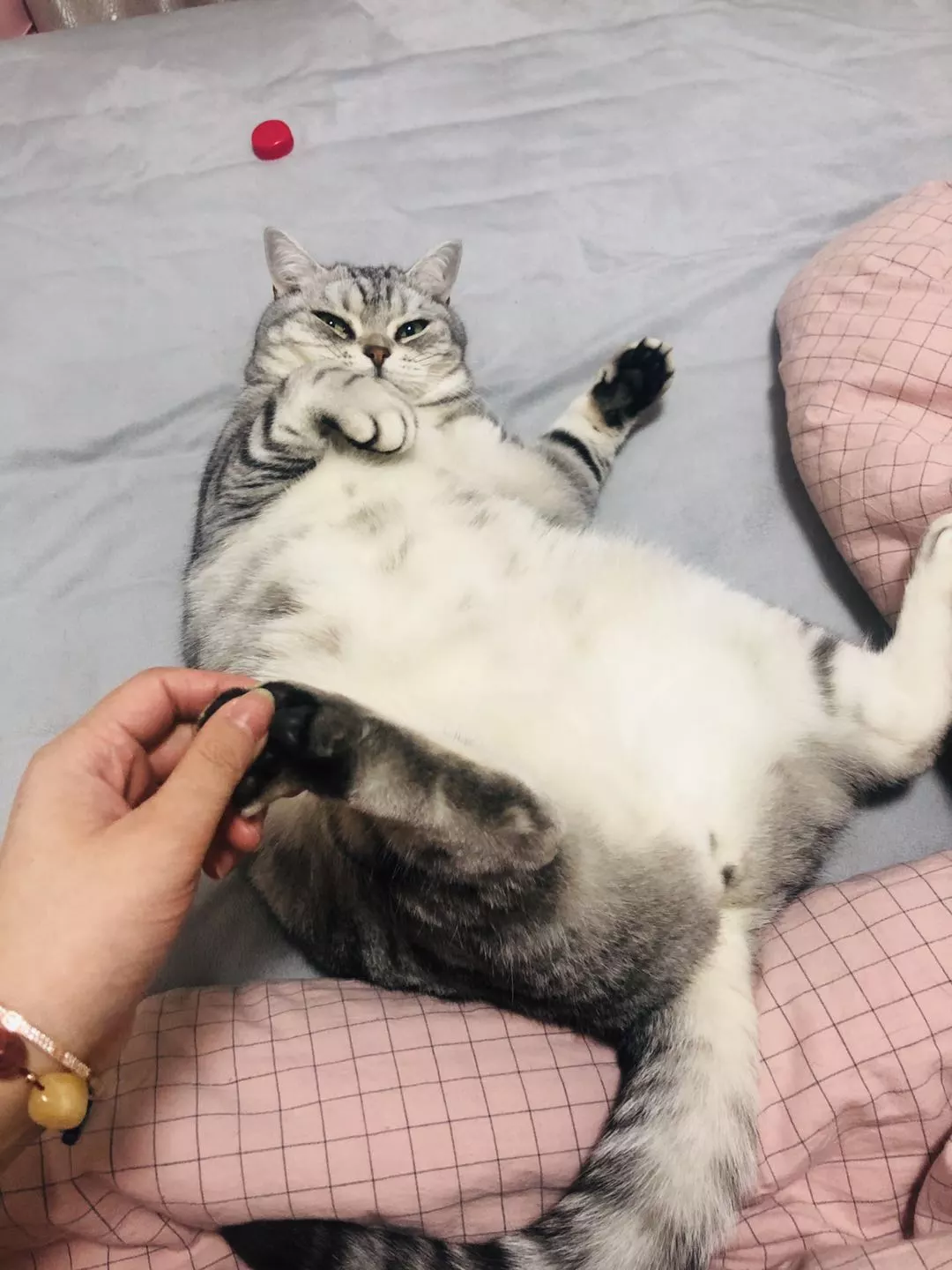 每只猫咪都有一个不为人知的怪癖