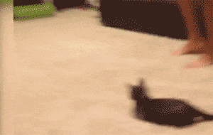 喵星人是最容易發生意外的“高危物種”