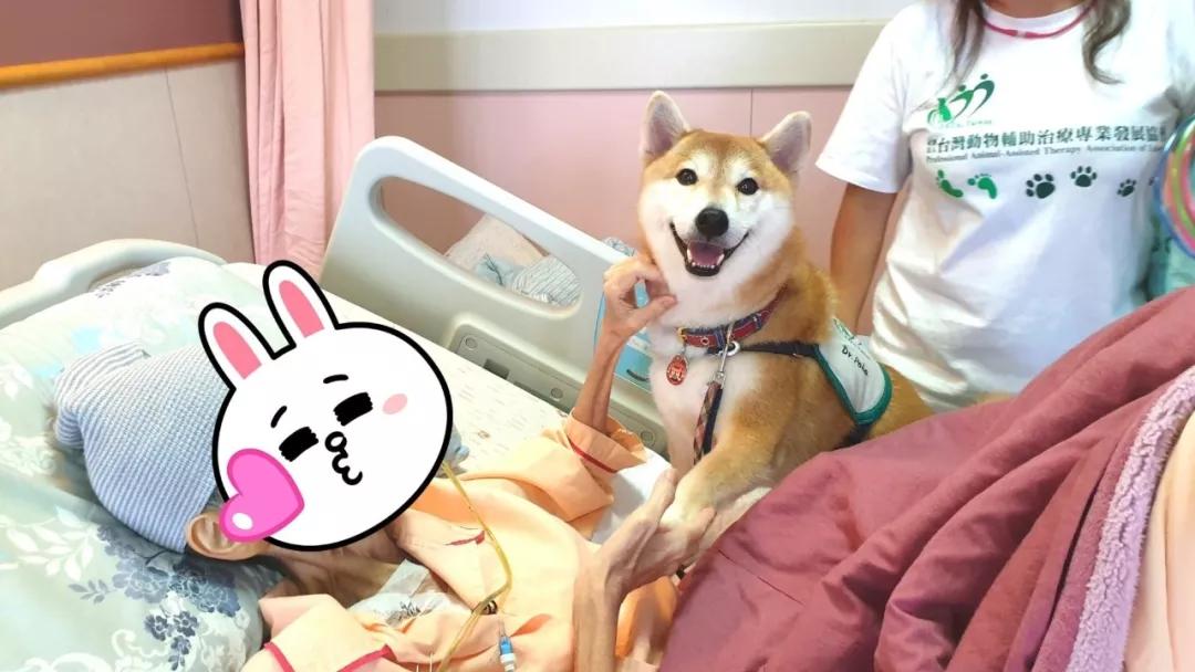 柴犬医生巡房，竟成为临终病人最甜的药？