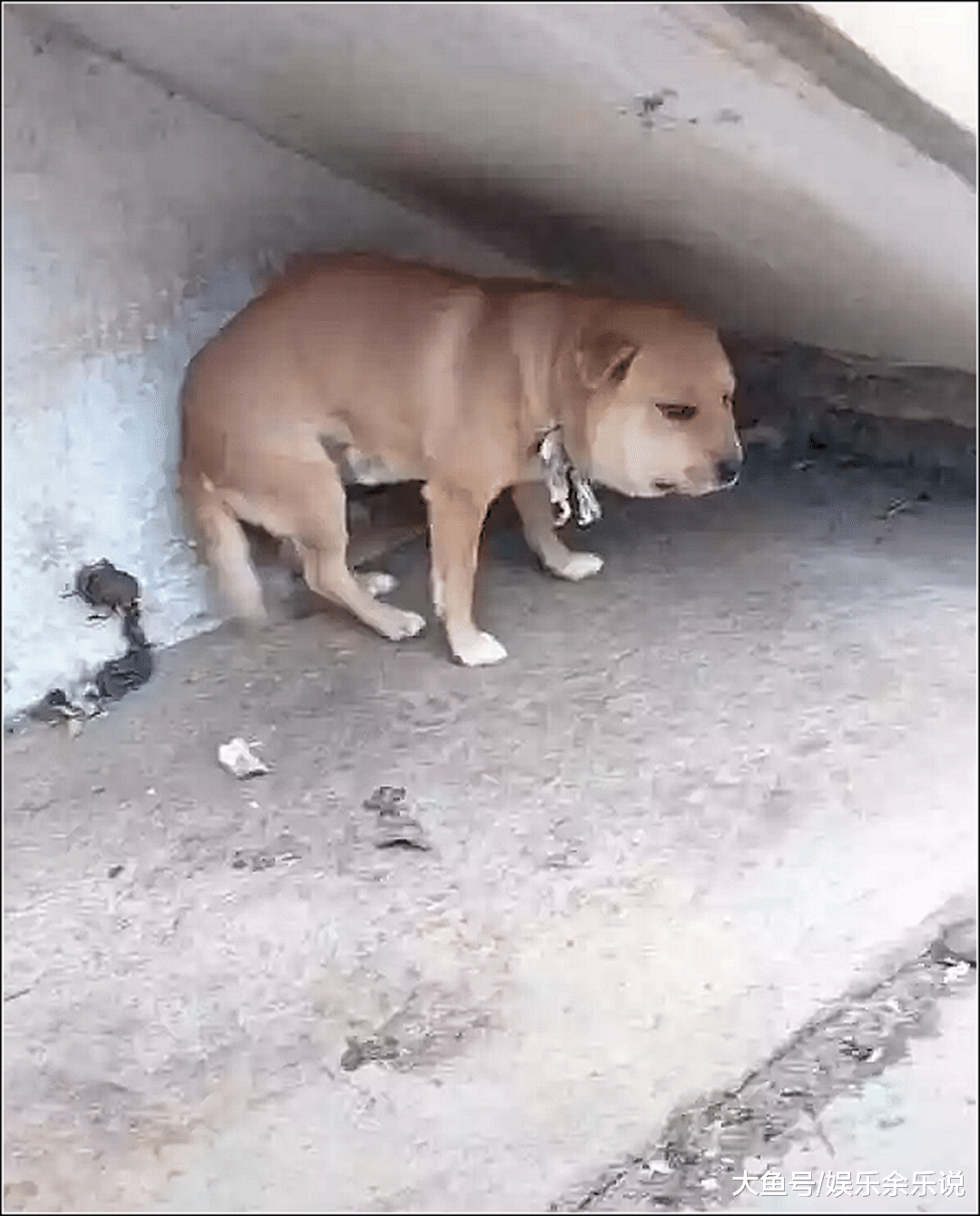 男子起床喂狗，发现狗子有点不对劲，走近一看顿时不淡定了