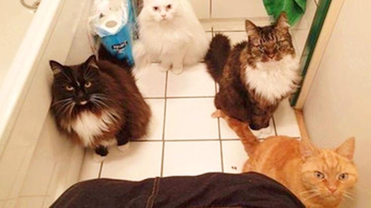 猫主子害怕洗澡，却总喜欢偷看主人洗澡！