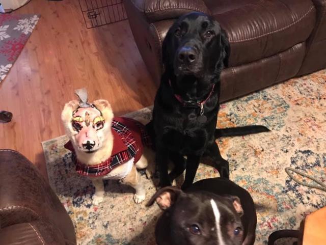 柴犬因火灾烧伤失明毁容，经培训化身治疗犬·亲善大使逆袭狗生