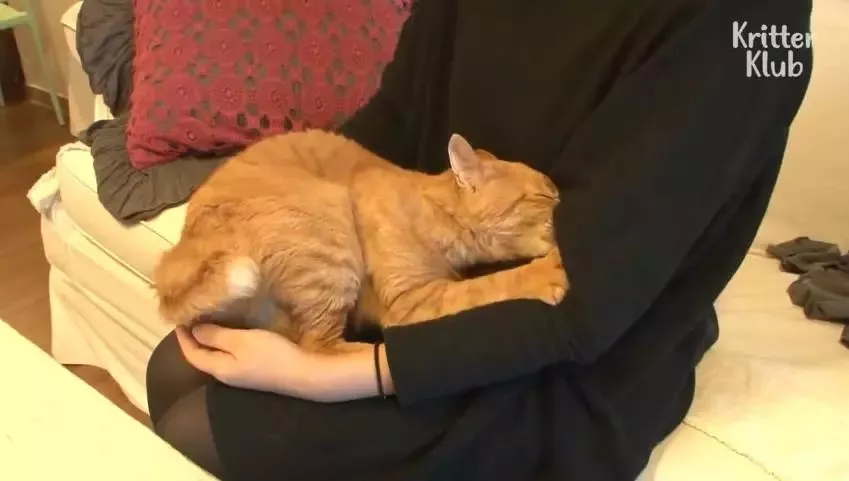 因为爱，这只橘猫爆瘦成一道闪电