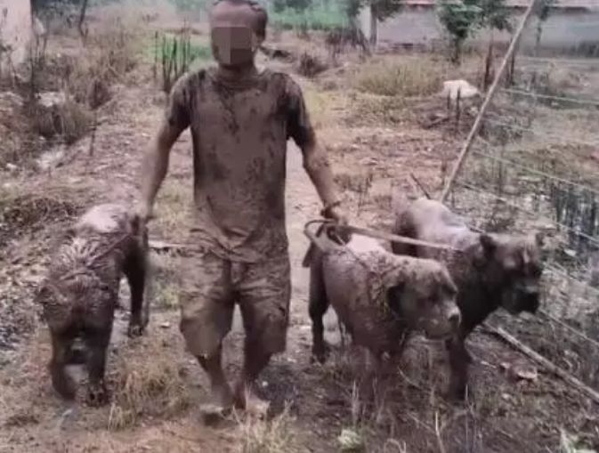 主人被三只大狗拖到泥里，变成泥人，邻居一瞧尖叫了