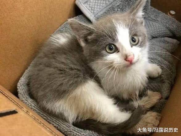 将猫咪托付给男友，女主3天后回来一看：过了年我们就领证