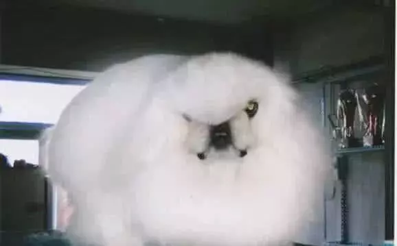 中国最贵的三大狗，中华田园犬碾压秋田犬，第一竟比大熊猫还少？