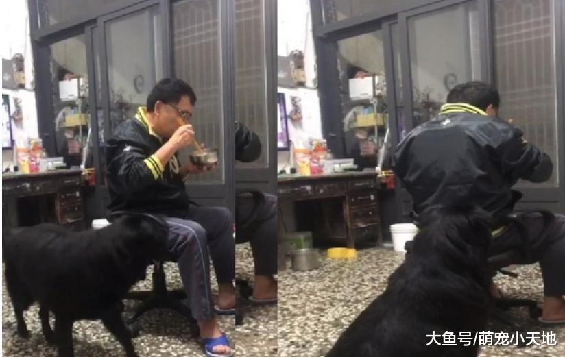 60斤大胖狗搖尾巴堵吃飯，他轉圈圈閃躲無奈面壁嗑光