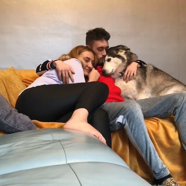 哈士奇也會吃醋，看男主人抱著女主人，用撒嬌引起注意