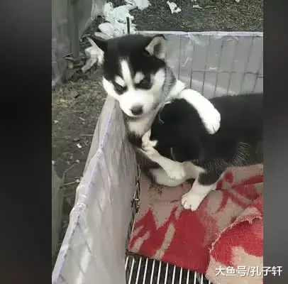 哈士奇兄弟被带来狗市卖，分别前紧抱在一起，以后就要天各一方了