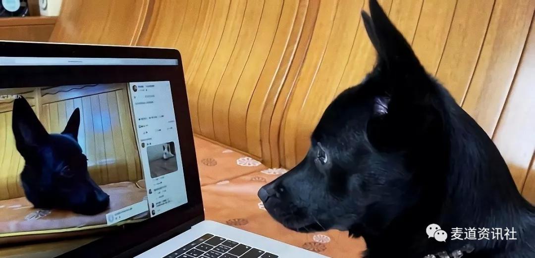 狗狗趴在沙发上，乍一看还以为只剩头了，吓出一身冷汗