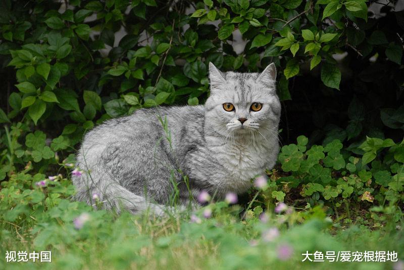 猫咪光天化日之下来碰瓷，吓坏摩托车司机，猫：认命吧，人类！