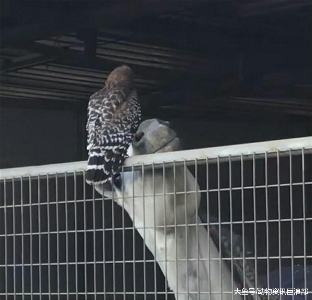 小鸟常飞马舍与骏马幽会 骏马开心得像个几百斤的宝宝
