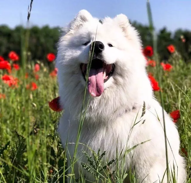 萨摩宝宝可以说是狗中颜霸了，据说每个想养狗的人都对它动过心！