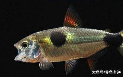 市面上常见的小观赏鱼混养原则，还要小心大鱼的孩子！