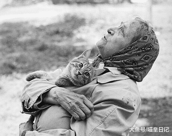 养猫有助于缓解老年痴呆？前提是要避免这三大误区