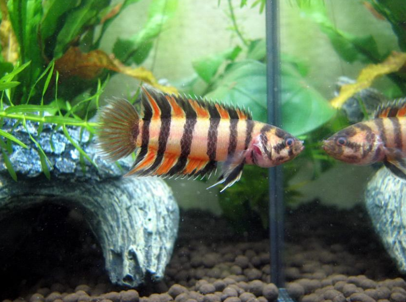 观赏鱼也会感冒，而且处理不当会有生命危险，请重视