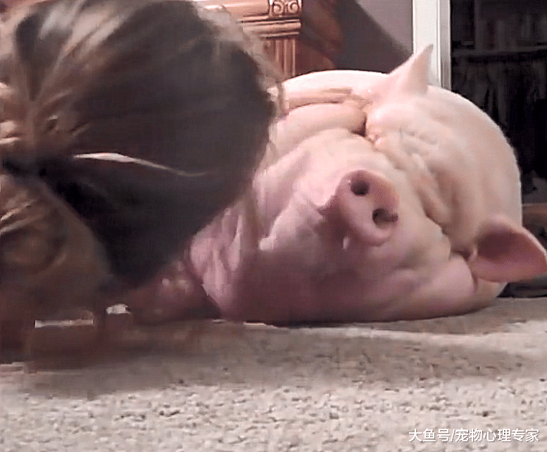 国外一女子养了一只宠物，异常宠爱，只是这身形是不是大了点？