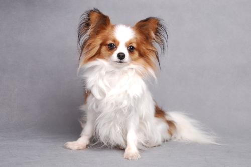 蝴蝶犬跟蝴蝶有关系吗？养一只蝴蝶犬，又是什么体验呢？