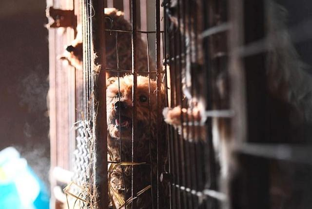 繁殖場環境惡劣，動保組織出手營救狗狗，讓200只狗狗獲得自由