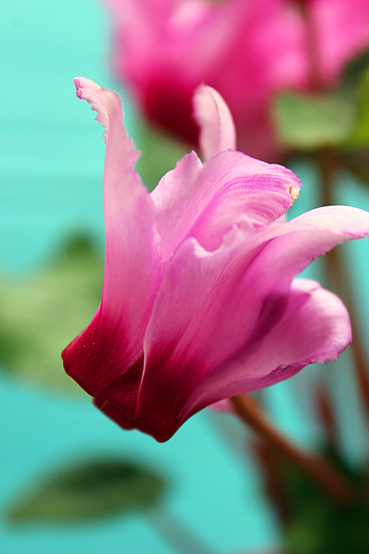 仙客来如何养护能让花经常开。这里知道来看看吧